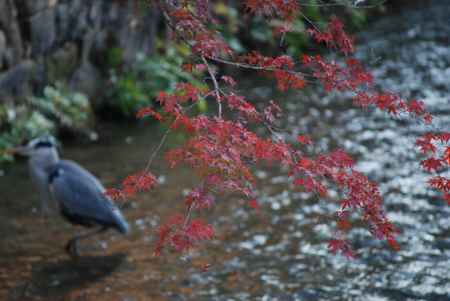 鷺と紅葉