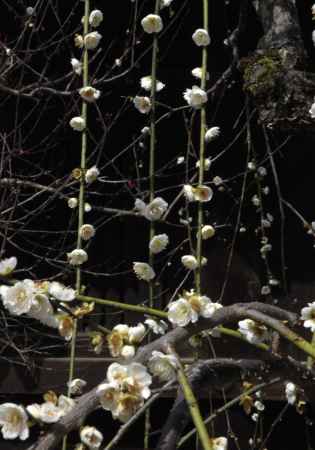 思いおこせよ梅の花