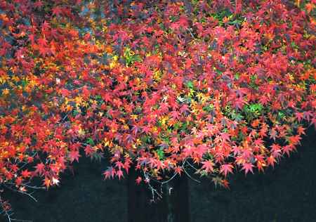 一身に秋を纏う