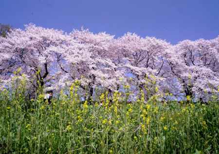 春を競うわけでないけれど