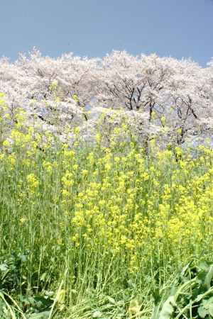 どっこい菜の花