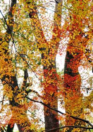 秋のタペストリー