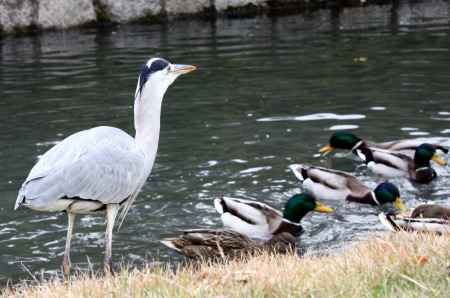 東寺のアオサギ