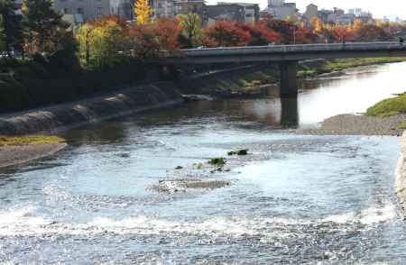 紅葉の鴨川
