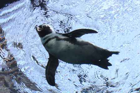 見られているのはどっち？