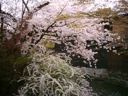 川沿いの桜