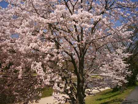 鴨川の桜