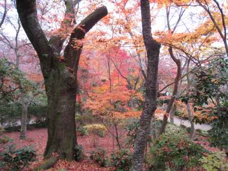 霊雲院紅葉の境内