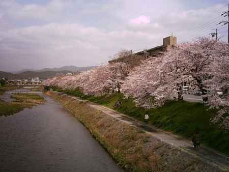 春の高野川