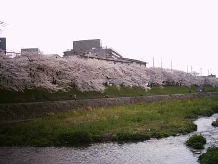 川　満開の桜