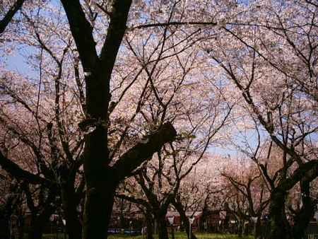 平野神社の桜