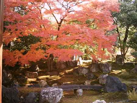 圓徳院の紅葉3