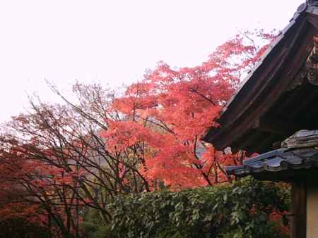 光悦寺の紅葉