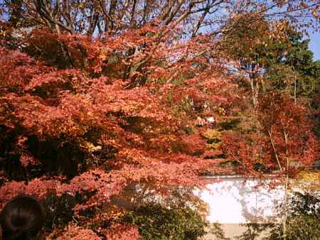 実相院の紅葉