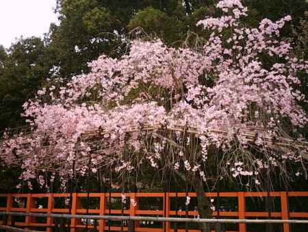 上賀茂神社の枝垂れ桜
