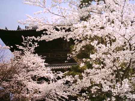 金戒光明寺　一面の桜