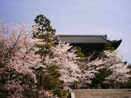 金戒光明寺の桜