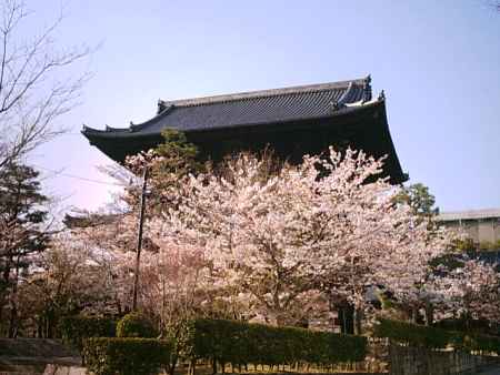 春の金戒光明寺