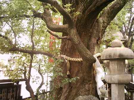道路にのび出るご神木