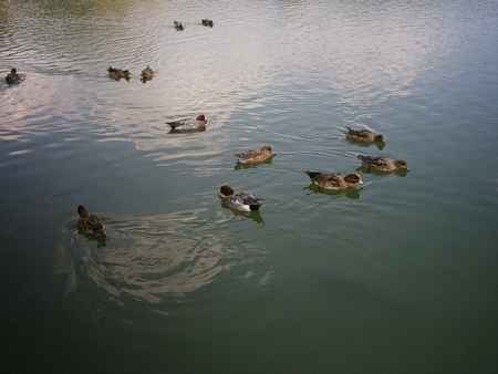 大覚寺　大沢の池のカルガモ
