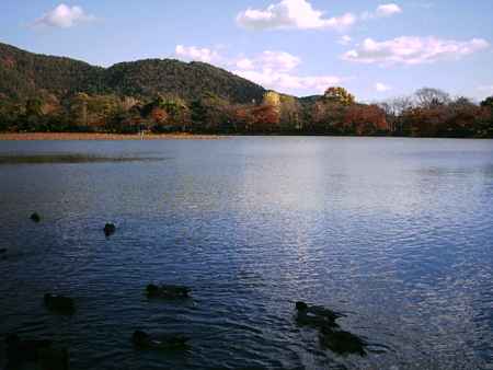 大覚寺　大沢池の鴨