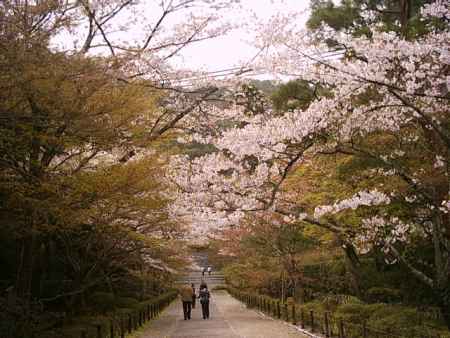 春の二尊院馬場