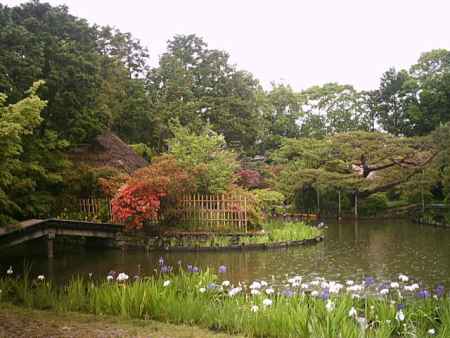 梅宮大社　東神苑の花菖蒲