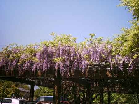 円山公園の藤棚