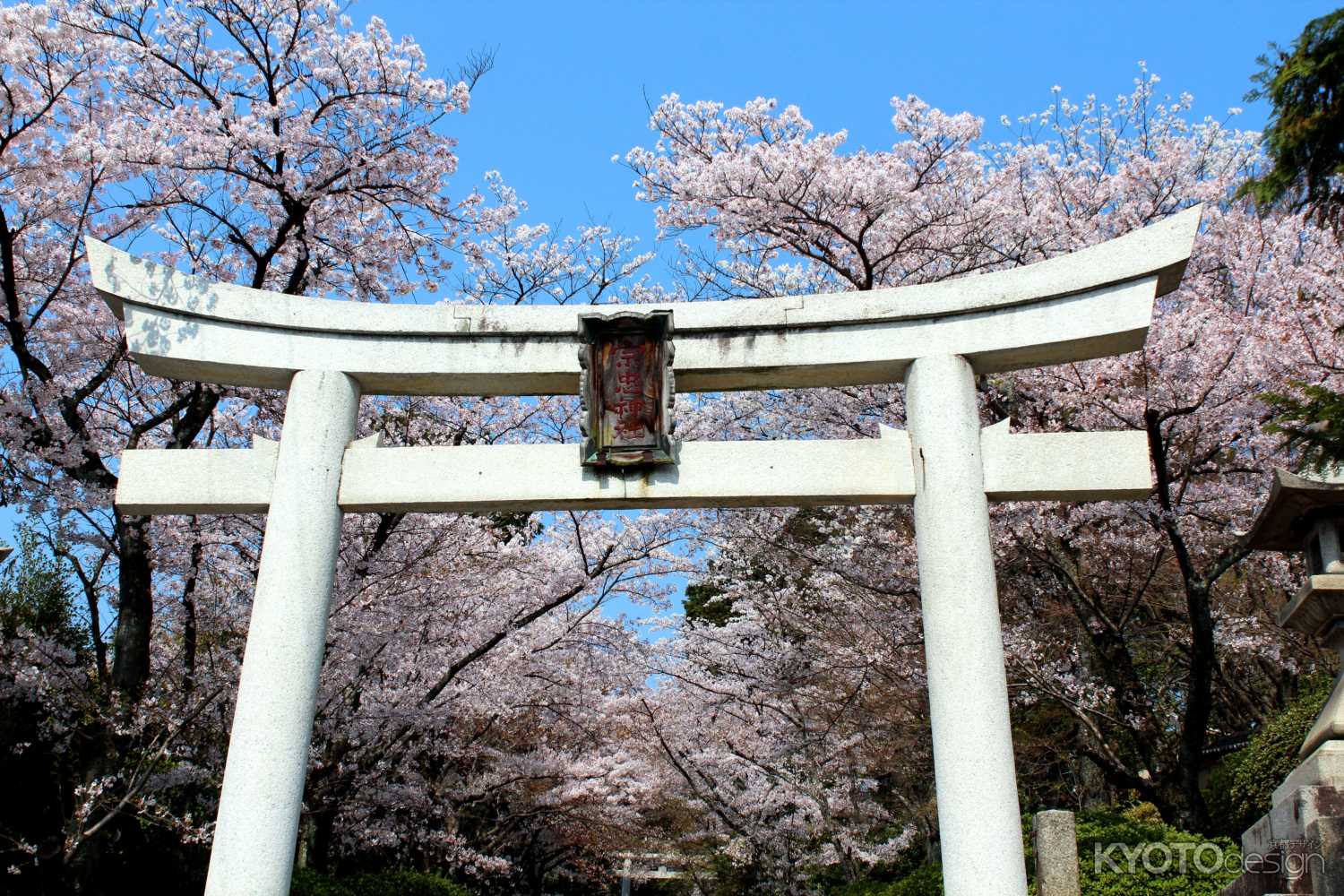 宗忠神社の桜