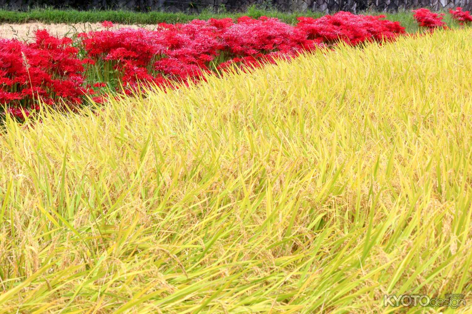 嵯峨野のヒガンバナ