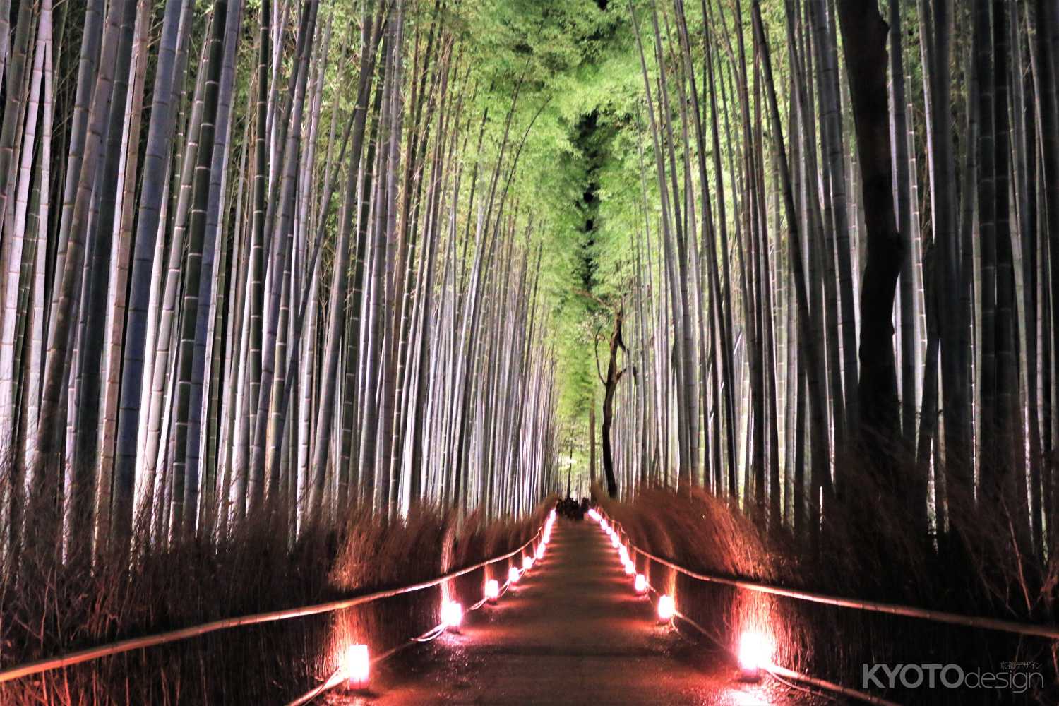 嵐山花灯路2018、竹林