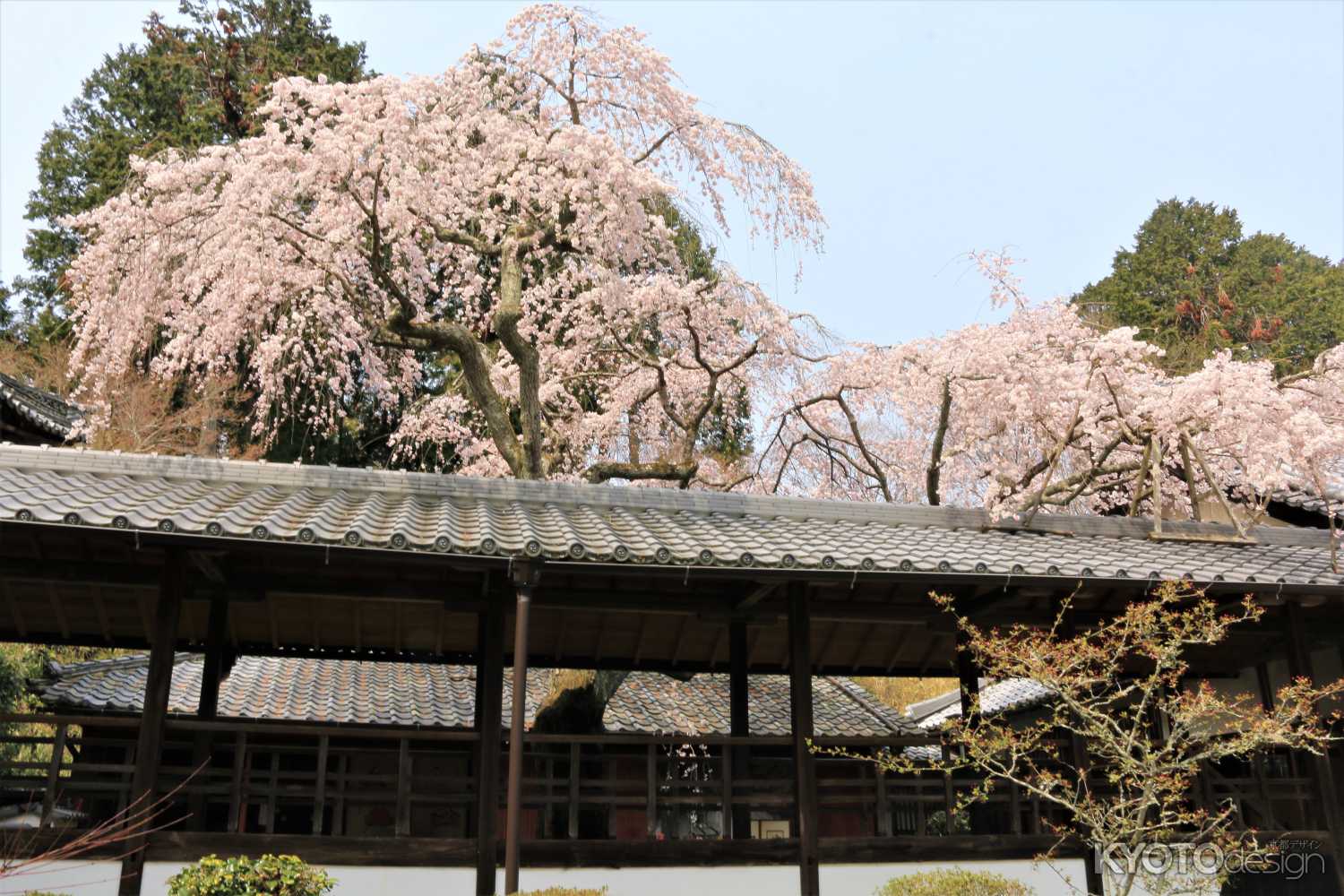 十輪寺の桜２０１９