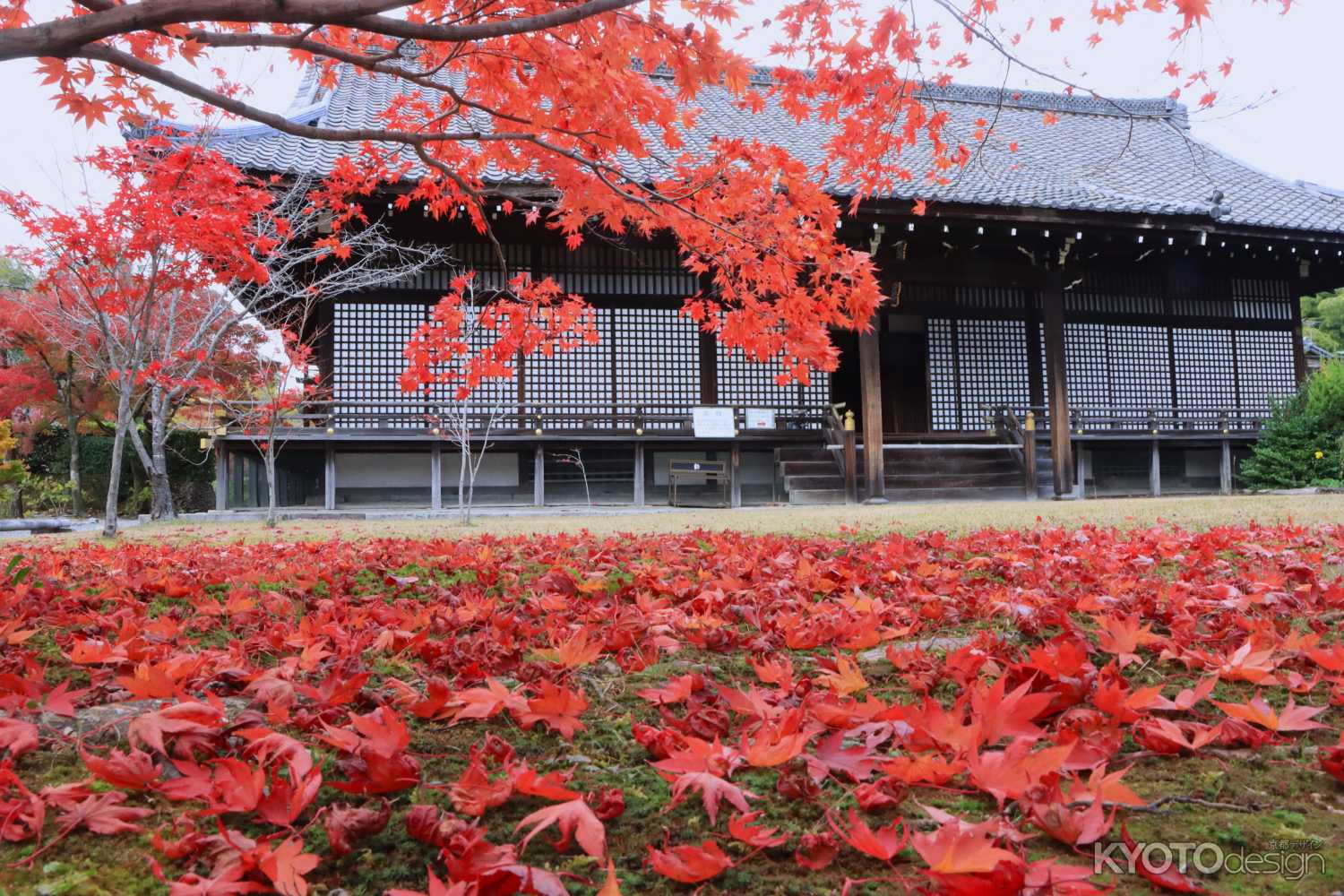 勧修寺の紅葉2023