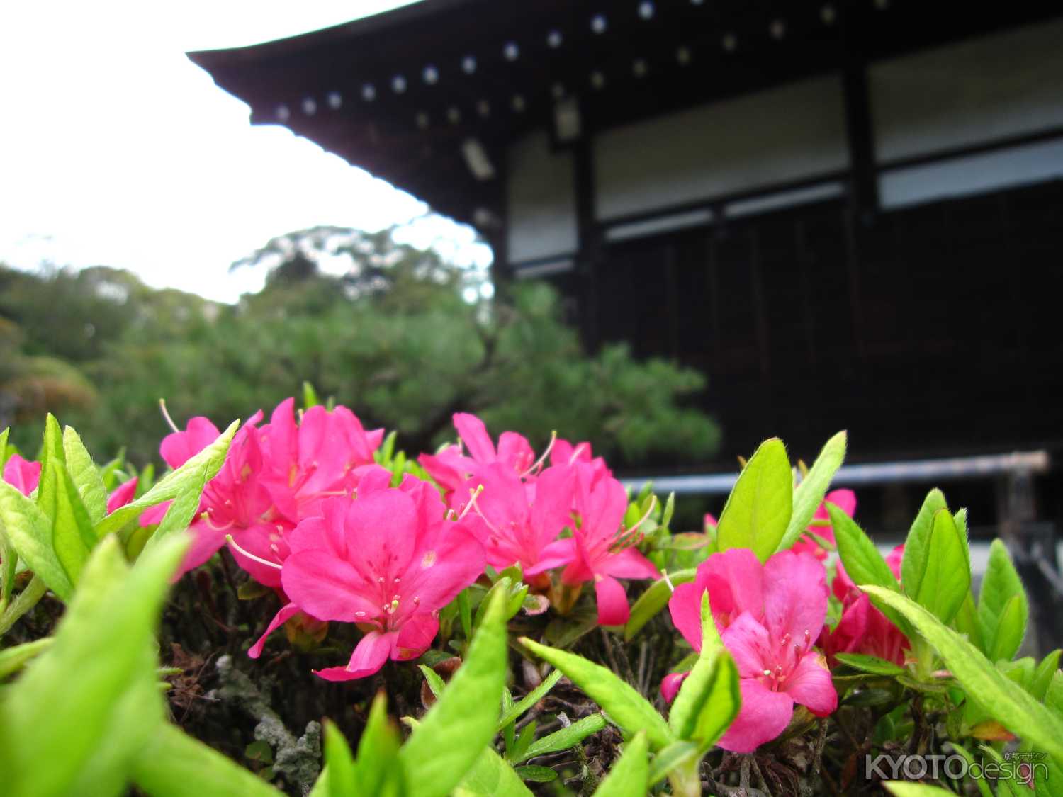 金地院本堂とつつじ