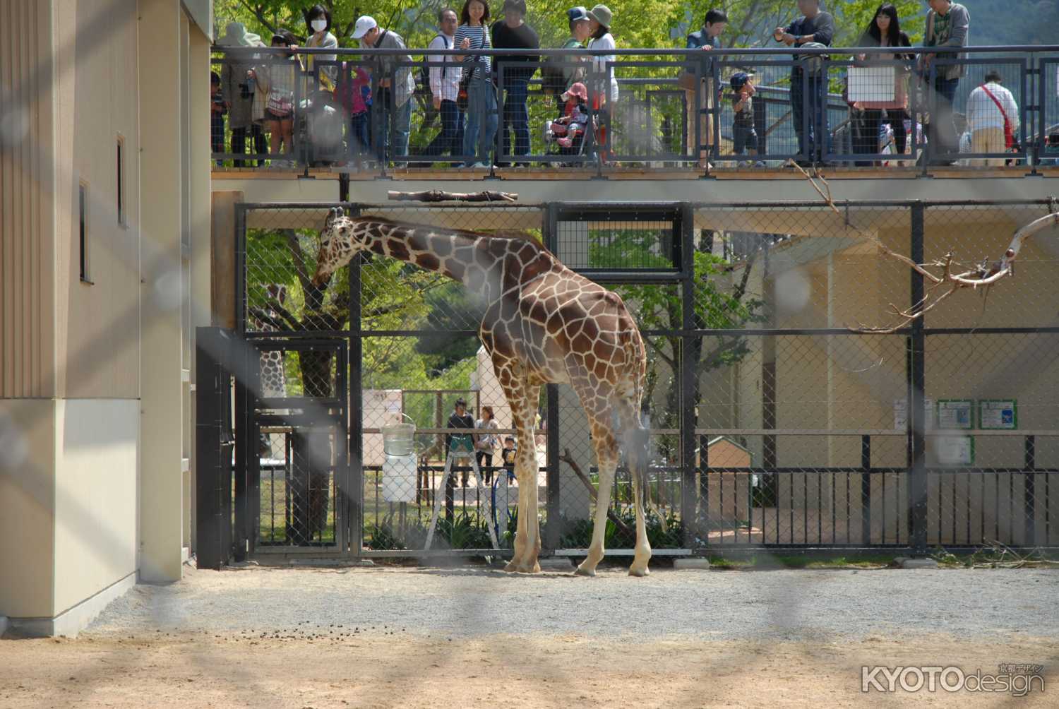 京都市動物園