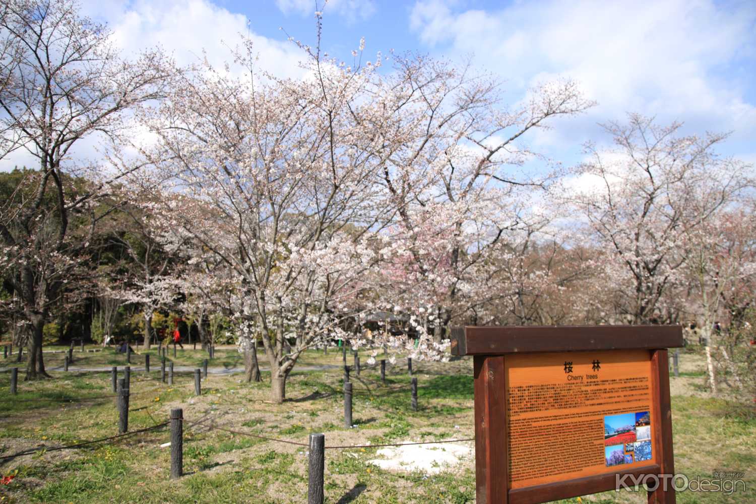 京都府立植物園の桜林