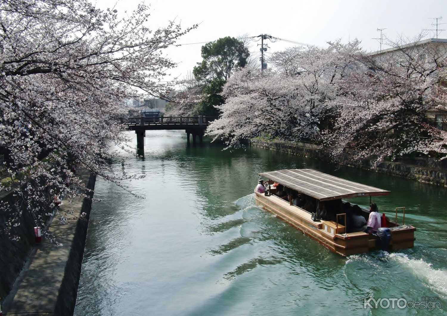 岡崎疏水沿いの桜並木