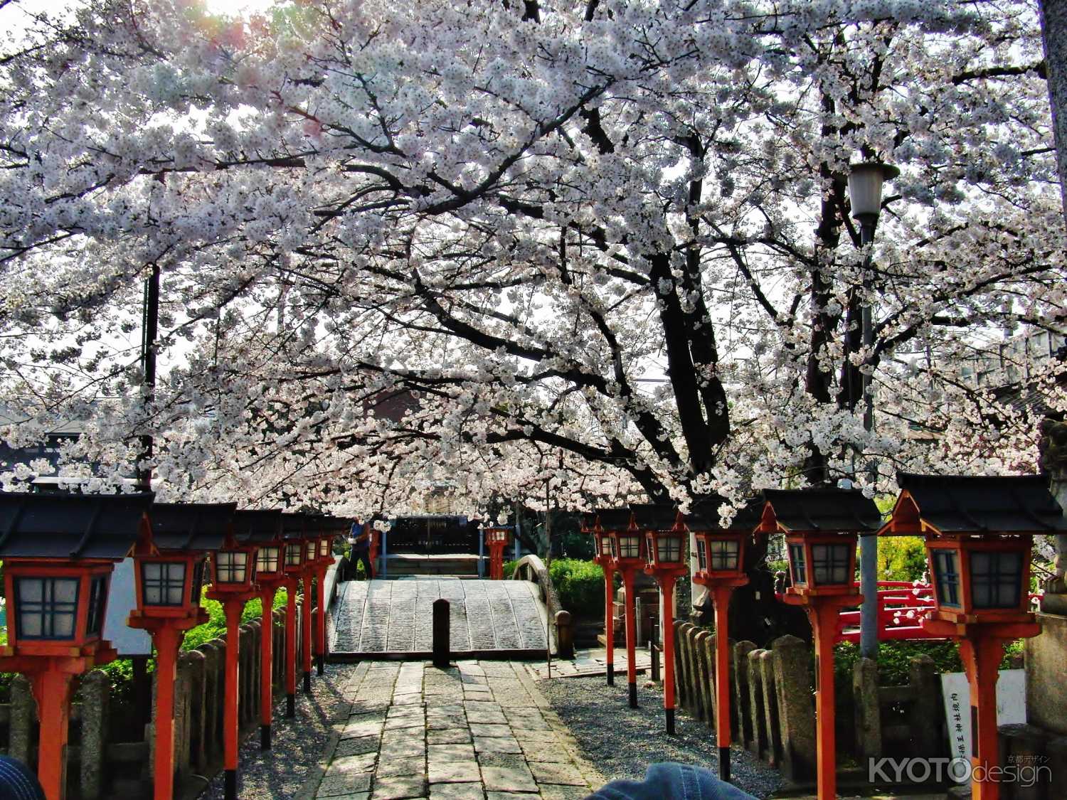 六孫王神社参道の桜