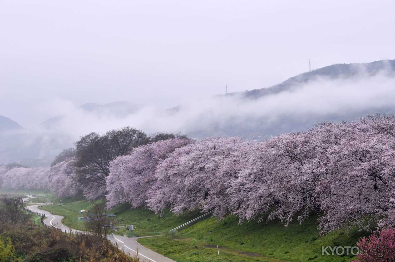 霧に煙る背割堤