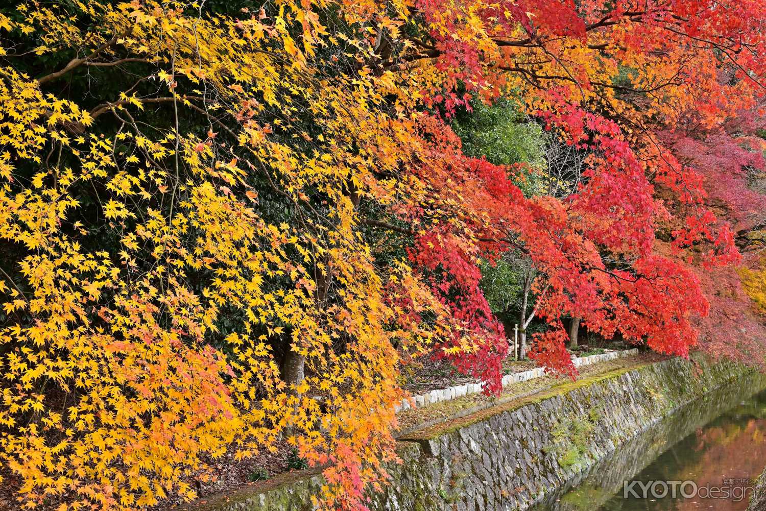哲学の道　紅葉風景　scene3