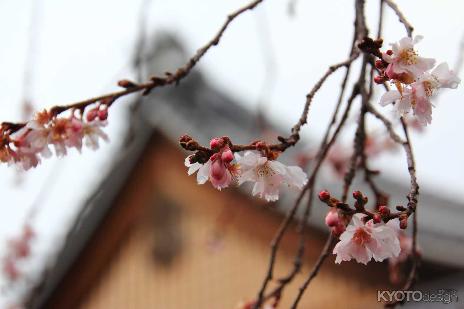 妙蓮寺の御会式桜