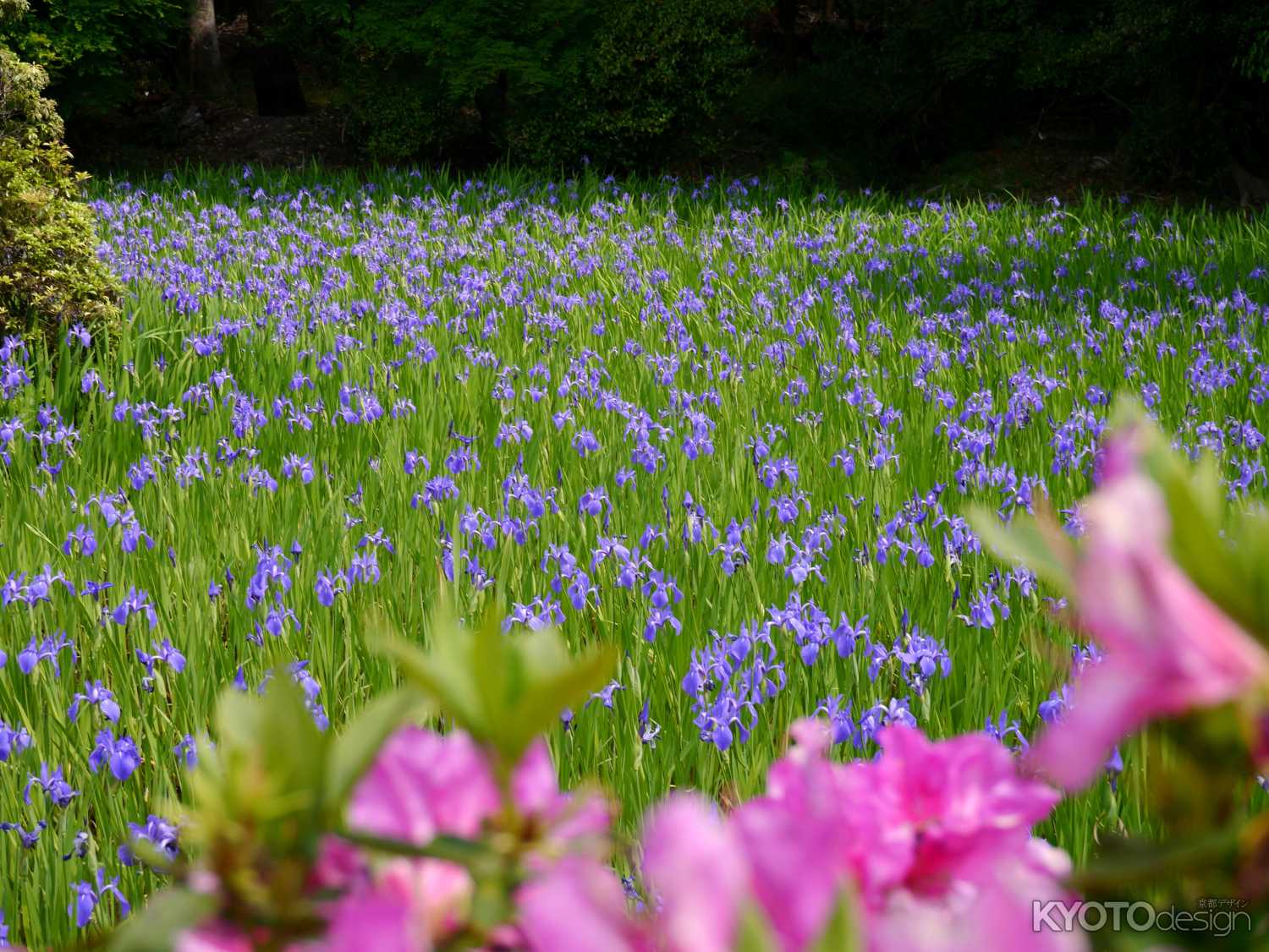 大田神社のかきつばた見頃ですよ