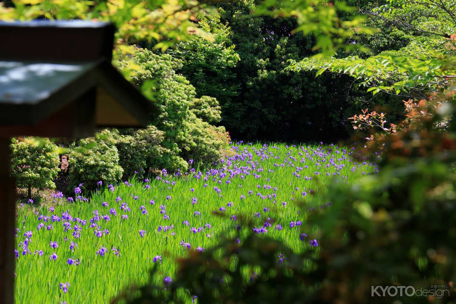 大田神社の「杜若」（カキツバタ）