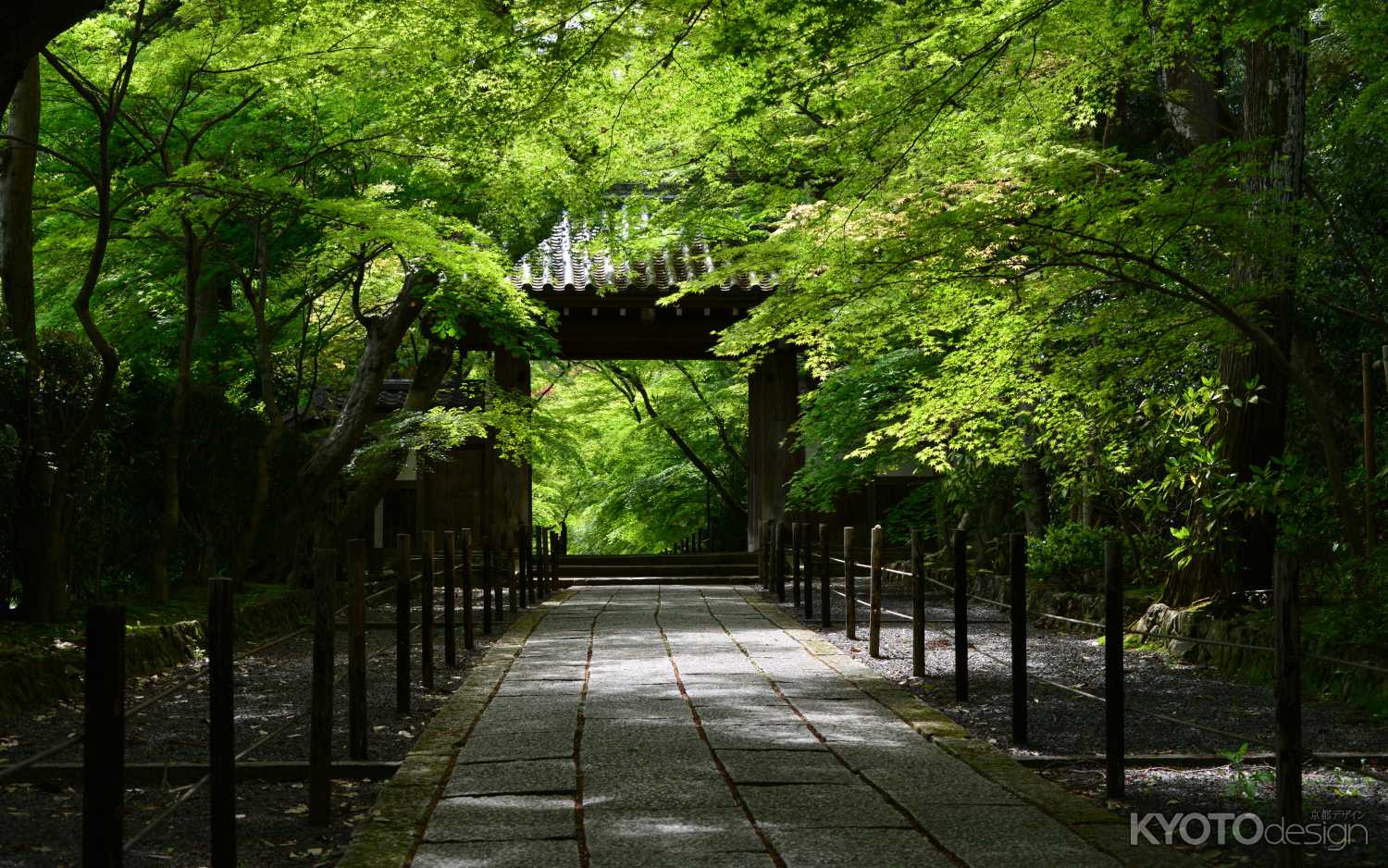 長岡　光明寺　初夏の青もみじのトンネル