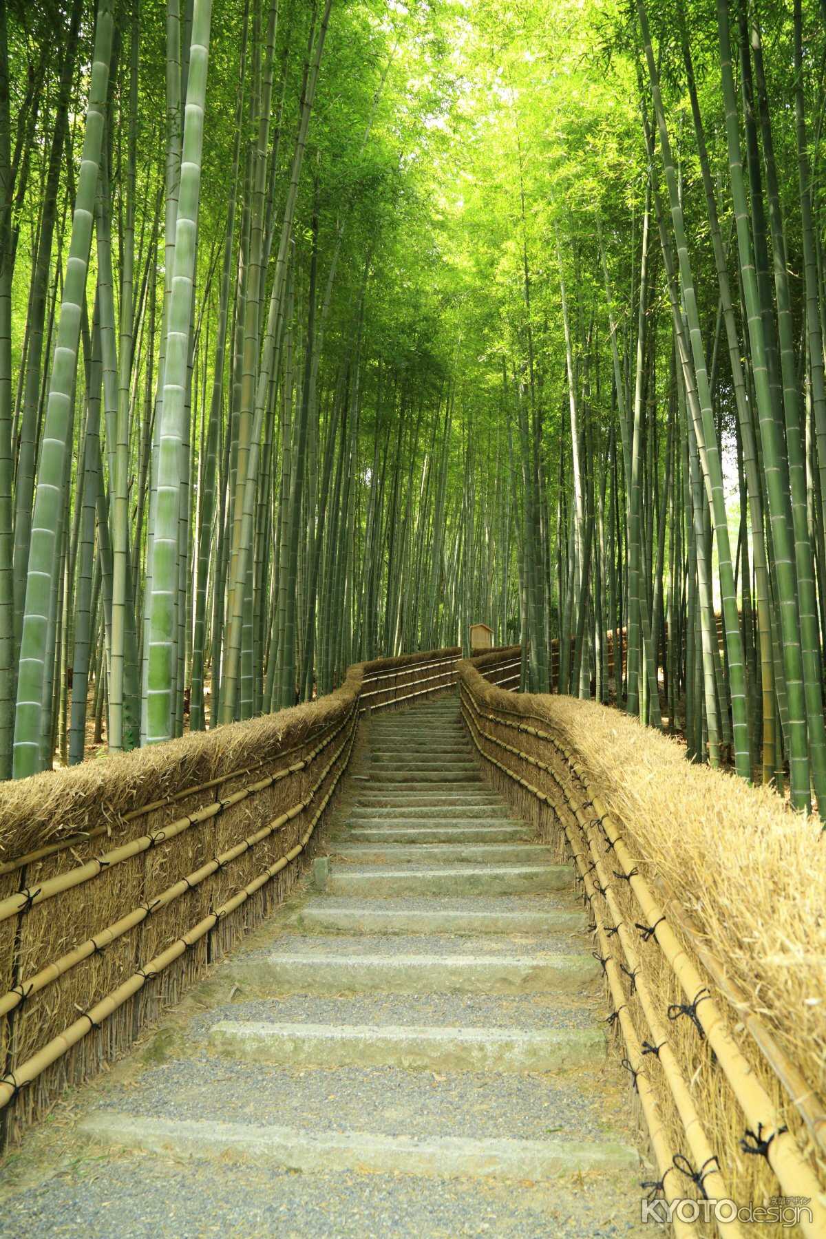 化野念仏寺　竹林