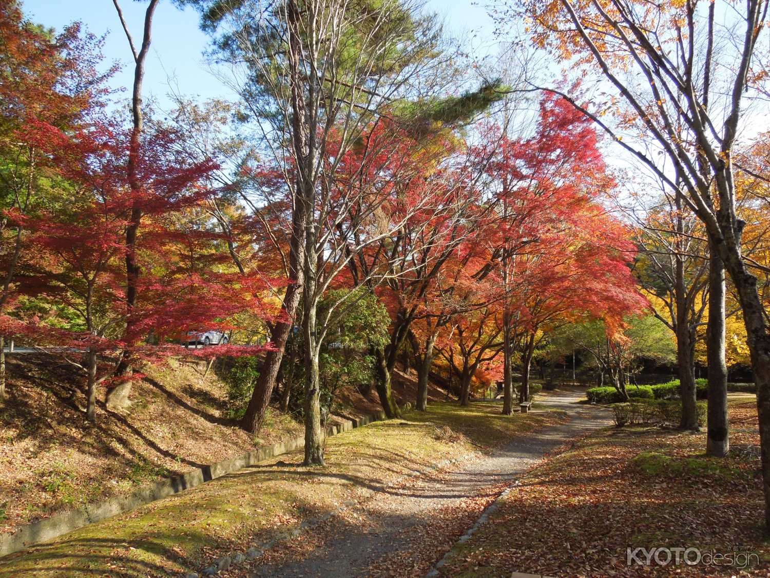 宝が池公園の秋