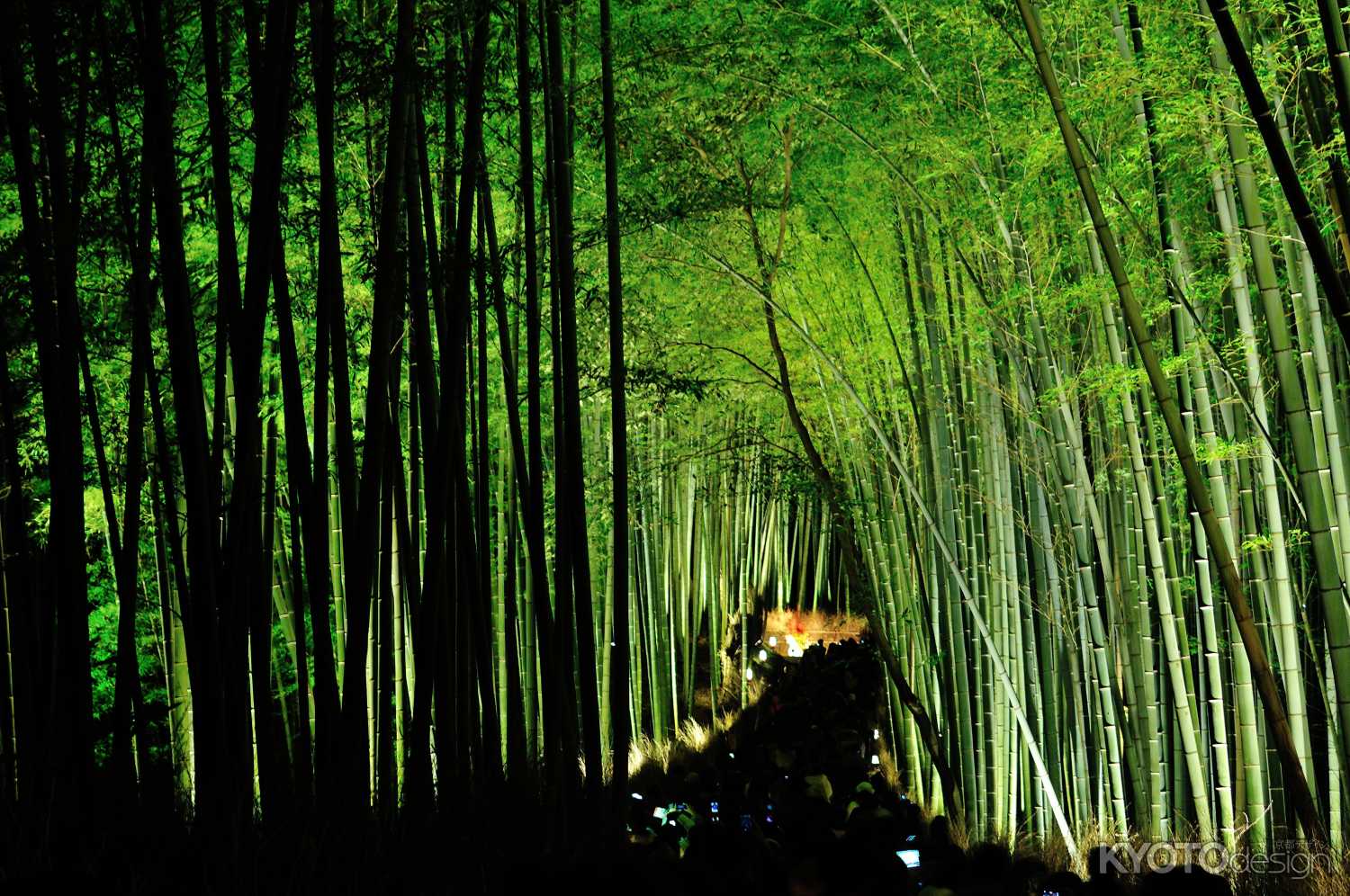 花灯路　竹林の道