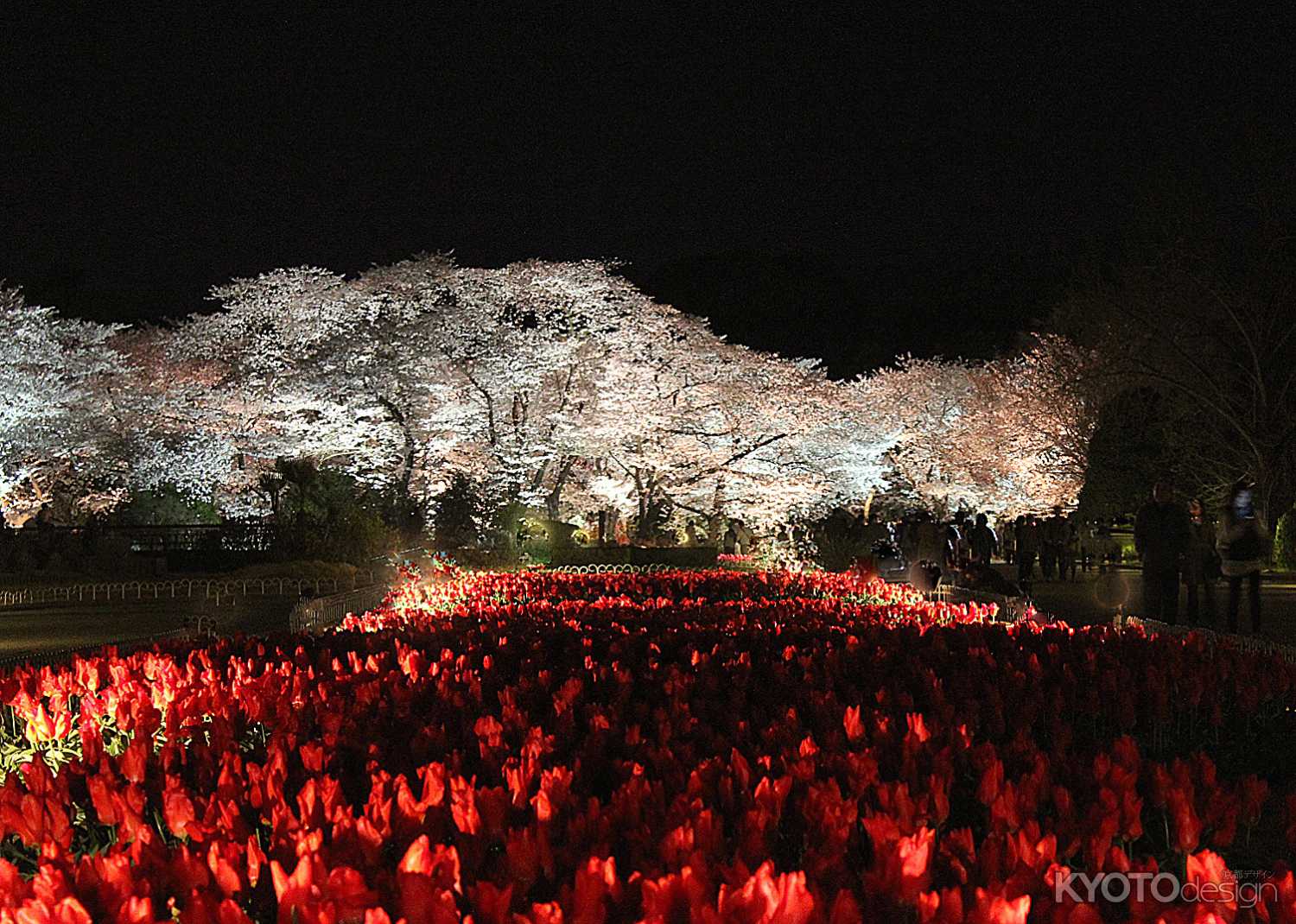 チューリップと桜の饗宴
