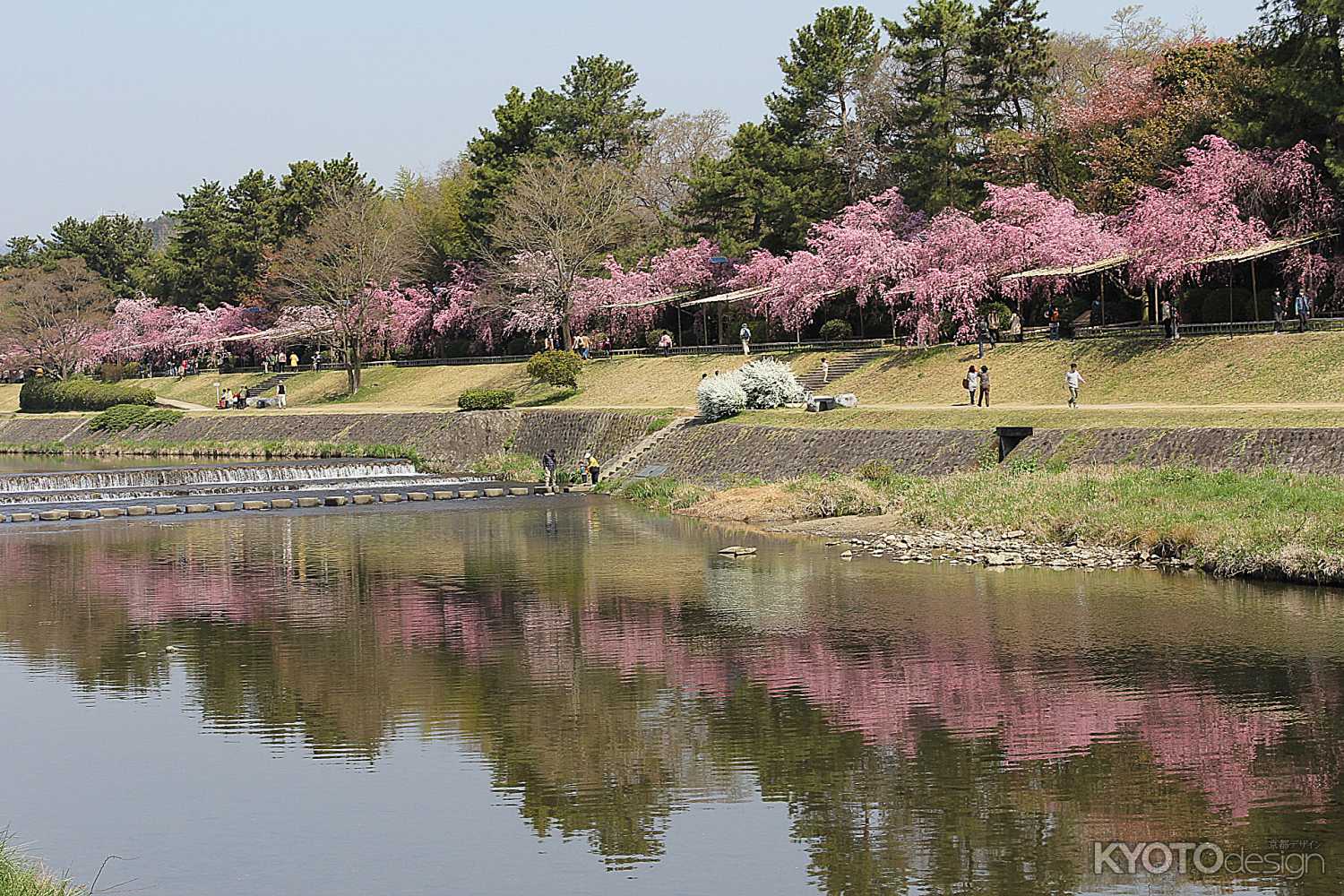 桜満開半木の道