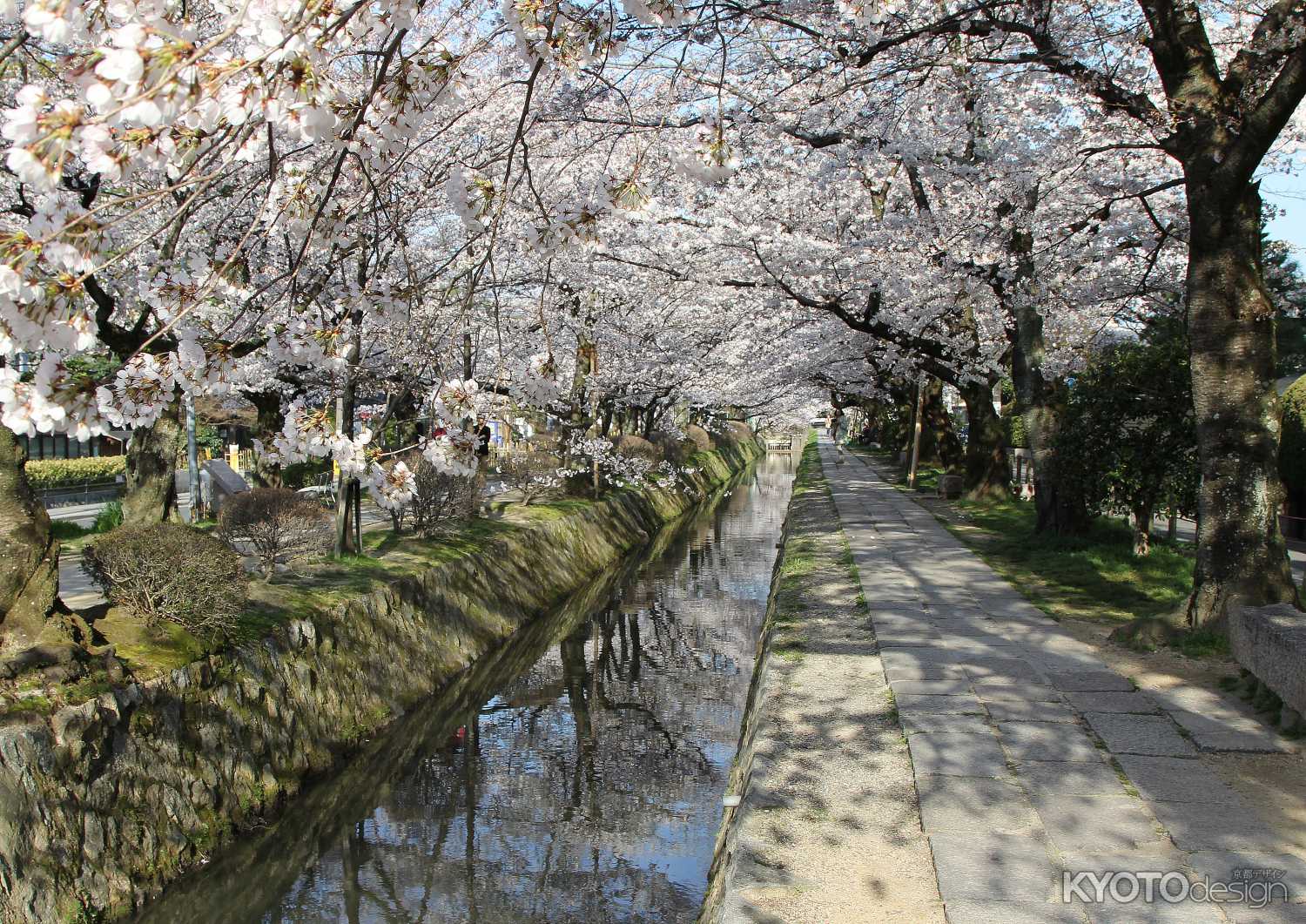 桜咲く哲学の道